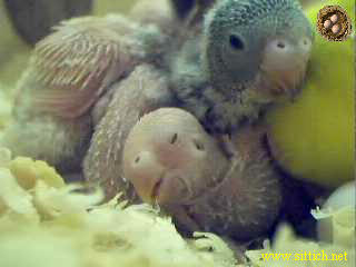 pix